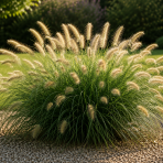 Perovec psiarkovitý (Pennisetum alopecuroides) ‘HAMELN’ - kont. C2L